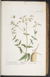 Tafel 268, aus 
