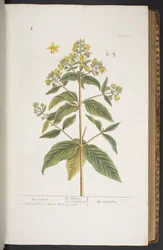 Tafel 278, aus 