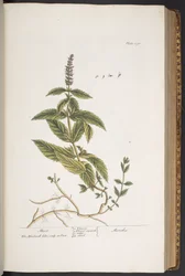 Tafel 290, aus 