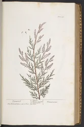 Tafel 331, aus 