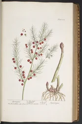 Tafel 332, Spargel, aus 