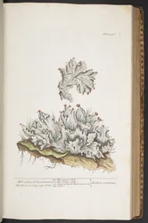 Tafel 336, Aschfarbenes Lebermoos, aus 