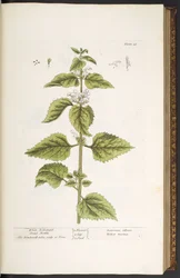 Tafel 33, Weiße Taubnessel, aus 