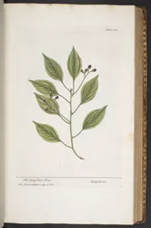 Tafel 347, aus 