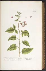 Tafel 34, Bittersüßer Nachtschatten, aus 