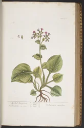 Tafel 376, aus 