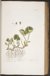 Tafel 383, aus 