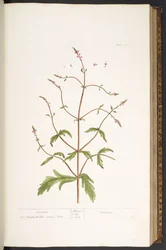 Tafel 41, Eisenkraut, aus 