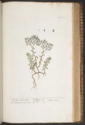 Tafel 428, aus 