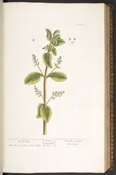 Tafel 48, Bachbunge, aus 