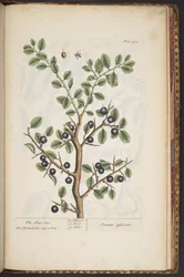 Tafel 493, aus 