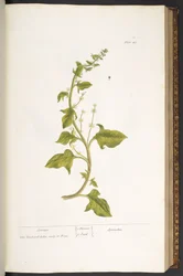 Tafel 49, Spinat, aus „Ein merkwürdiges Kräuterbuch“