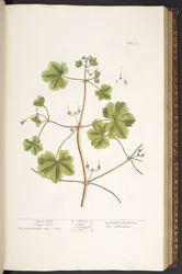 Tafel 58, Taubenkropf, Storchschnabel, aus 
