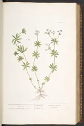 Tafel 60, Waldmeister, aus 