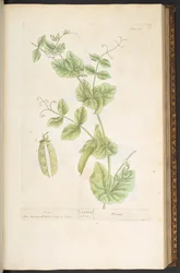 Tafel 83, aus 