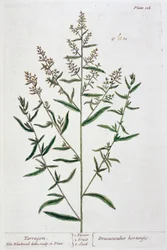 Estragon