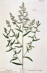 Estragon, Tafel 116 aus 
