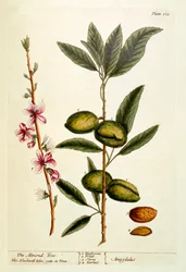 Der Mandelbaum, Tafel 105 aus 