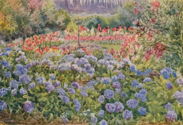 Blaue Hortensien und rosa Cannas, Alphen, Wynberg