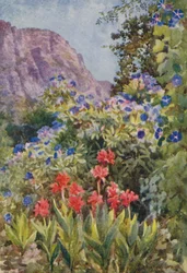 Blaue Ipomoea und Cannas, Bishopscourt, nahe Kapstadt