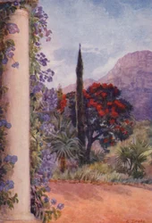 Dunkelrote Eukalyptus und Solanum Wendlandii im Paradies, Claremont