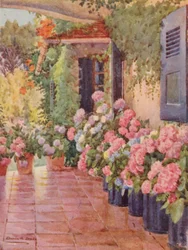 Hortensien auf der Veranda, Paradies, Claremont