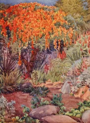 Orange Bignonia venusta, Woodley, Durban