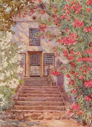 Rosa und weiße Oleander, Alphen, Wynberg