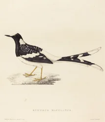 Enicurus Maculatus (Gefleckter Forktail)