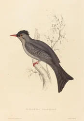 Hypsipetes psaroides (Rußbülbül)