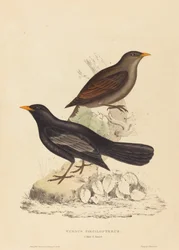 Turdus Poecilopterus (Aztekendrossel)