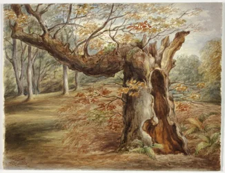 Verrottender Baum
