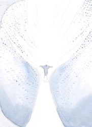 Unsere gesegnete Frau war freudig, als sie sich bei der Himmelfahrt trennten, da Christus endlich seinen Platz im Himmel einnahm, zu einem großen Freudenjubel