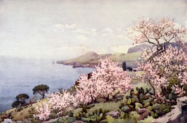 Mandelblüte