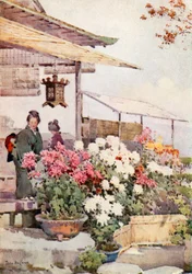 Chrysanthemen