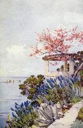 Stolz von Madeira und Pfirsichblüte