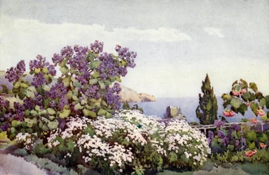 Weigandia und Gänseblümchen