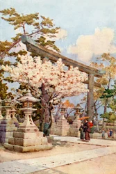 Weiße Kirsche in Kitano