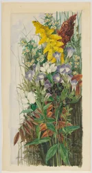 Wildblumen