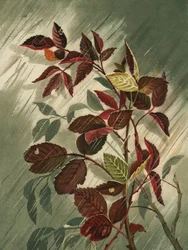 Herbstblätter im Regen
