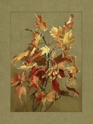 Herbstblätter, Ahorn