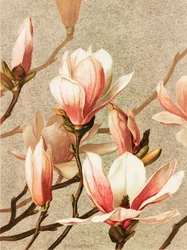 Magnolie