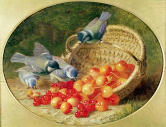Blaumeisen picken an Kirschen, 1897