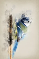 Aquarell-Blaumeise