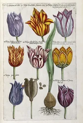 Verschiedene Tulpen, 1612-14