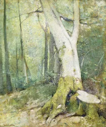 Waldinneres