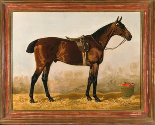 Brauner