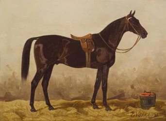E. Volkers, Gesattelter Rappe