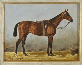 Gesattelter Brauner