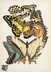 Platte 9, aus Papillons, veröffentlicht 1925